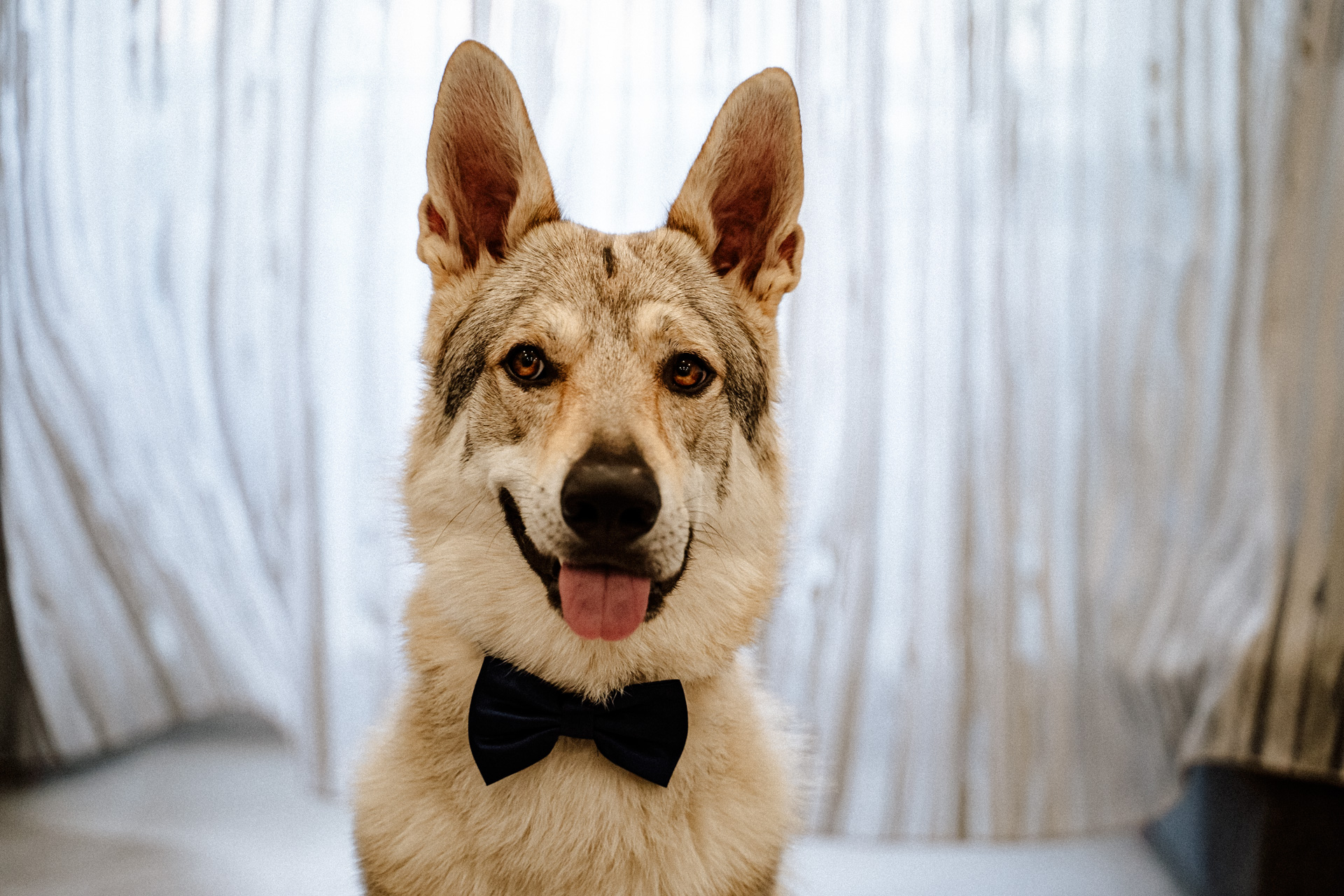 cane con papillon matrimonio