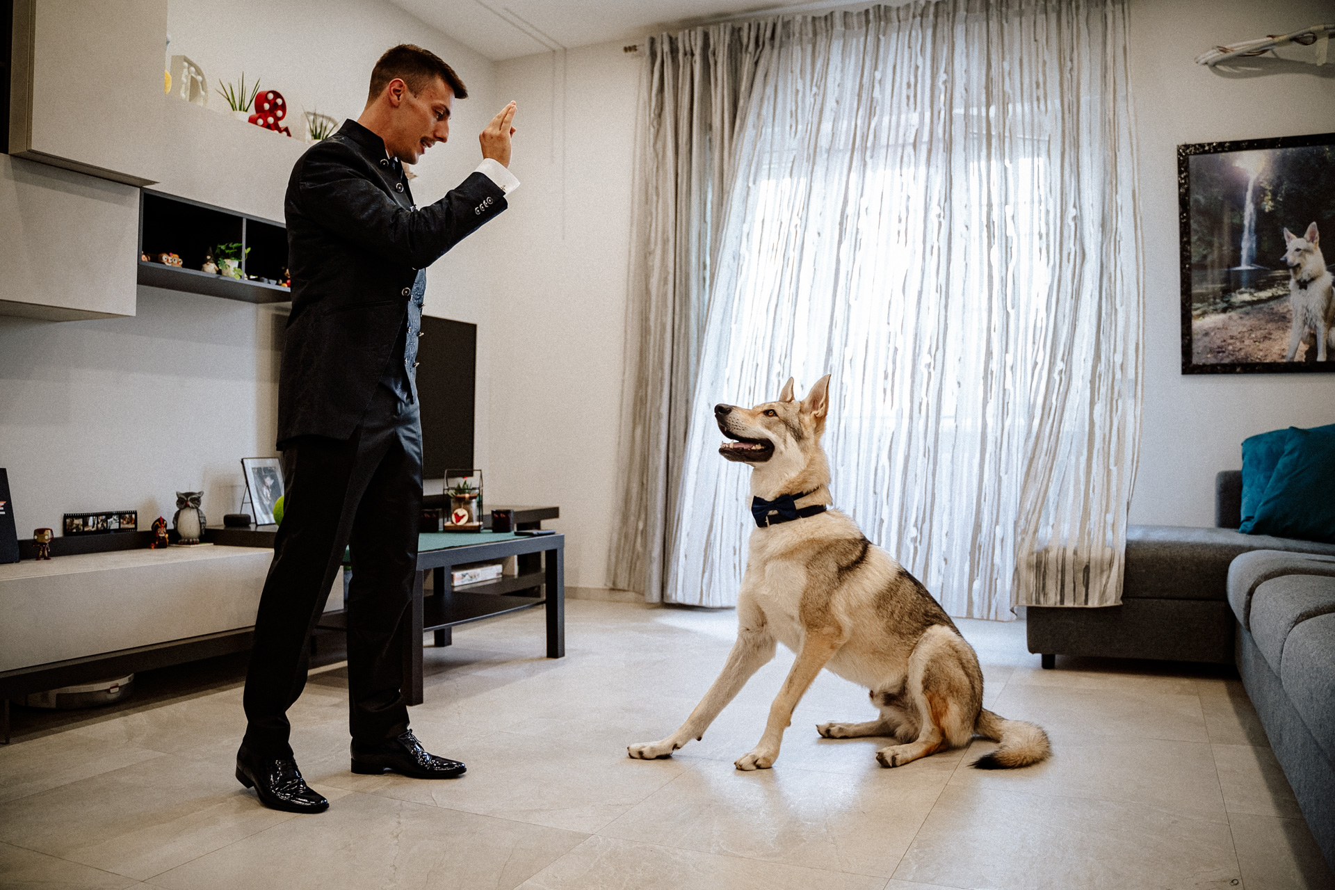 cane con papillon matrimonio