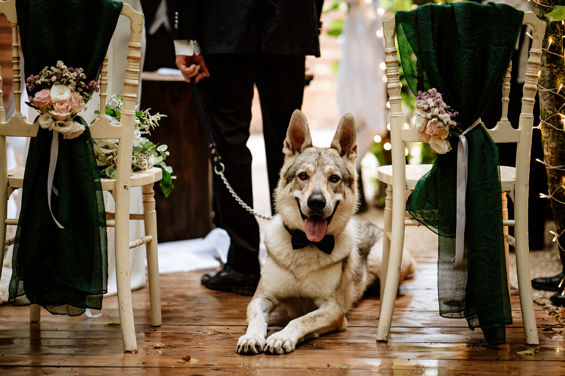 cane sposi matrimonio